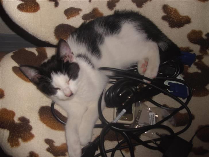 Blanding af racer Perle billede 2