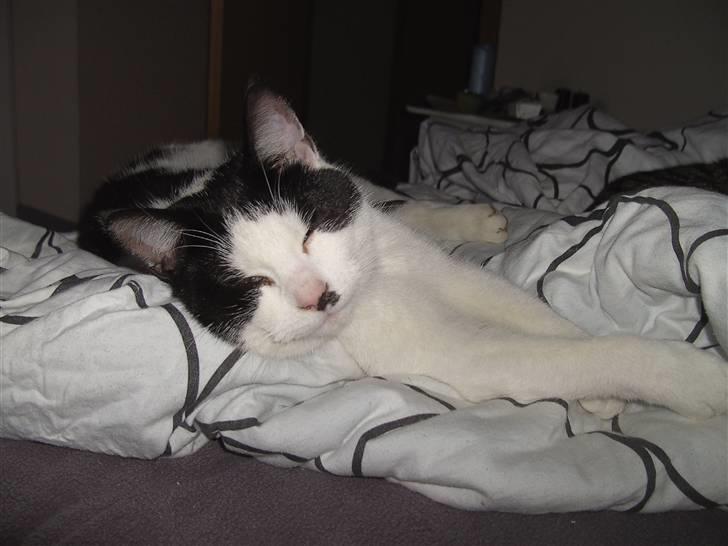 Blanding af racer Perle billede 3