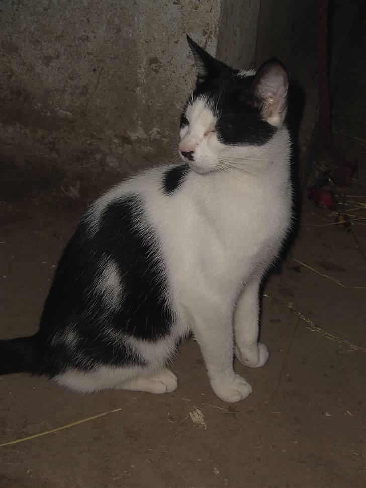 Blanding af racer Perle billede 4