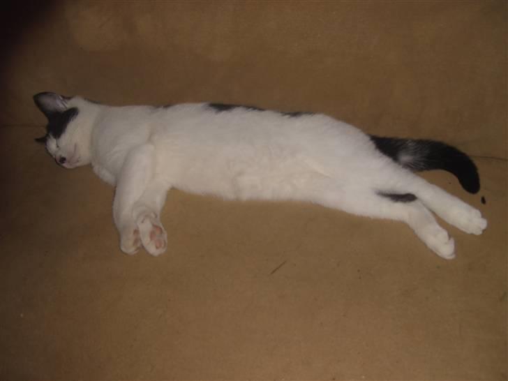 Blanding af racer Perle billede 5