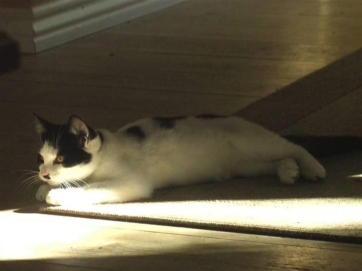 Blanding af racer Perle billede 6