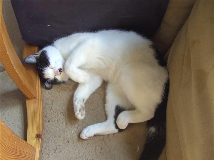 Blanding af racer Perle billede 7