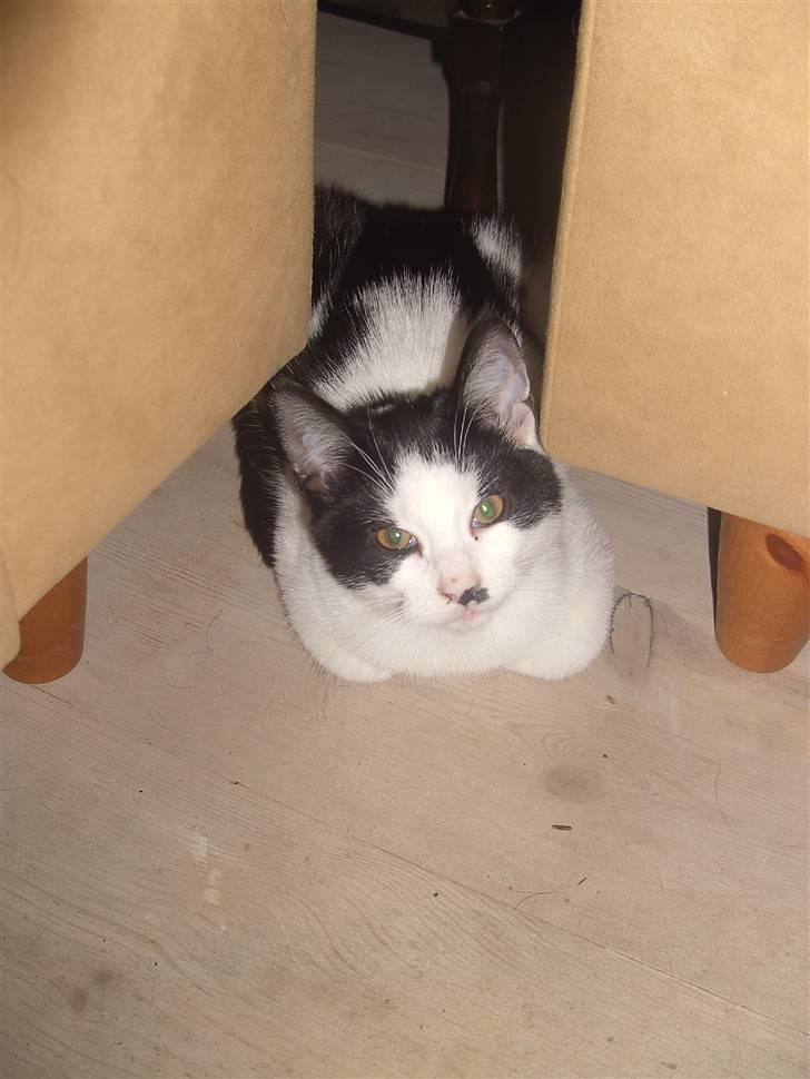 Blanding af racer Perle billede 8