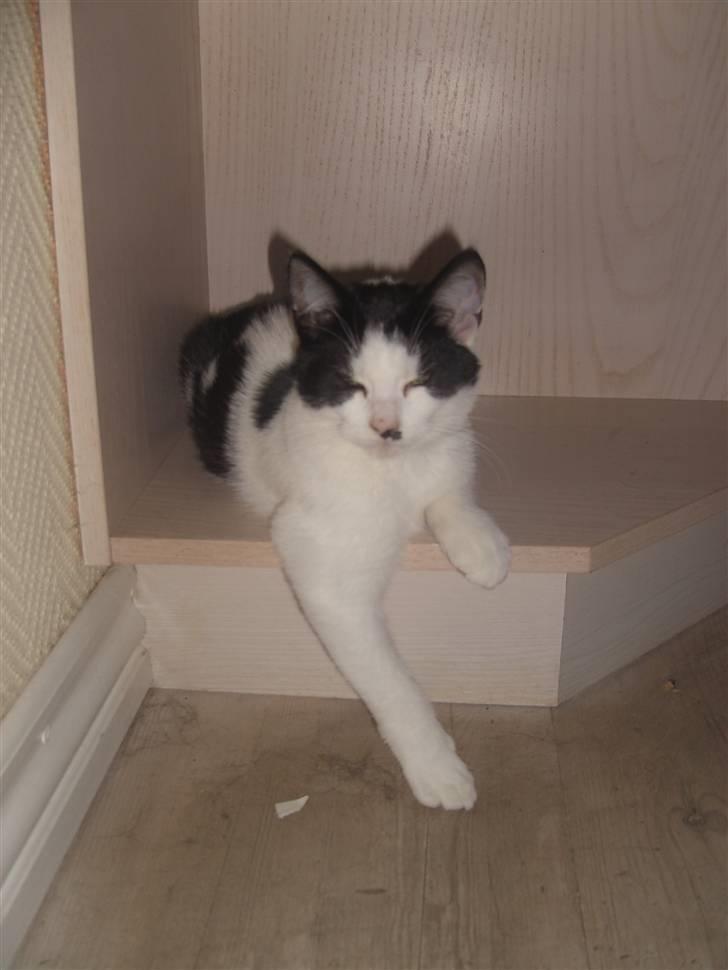 Blanding af racer Perle billede 9