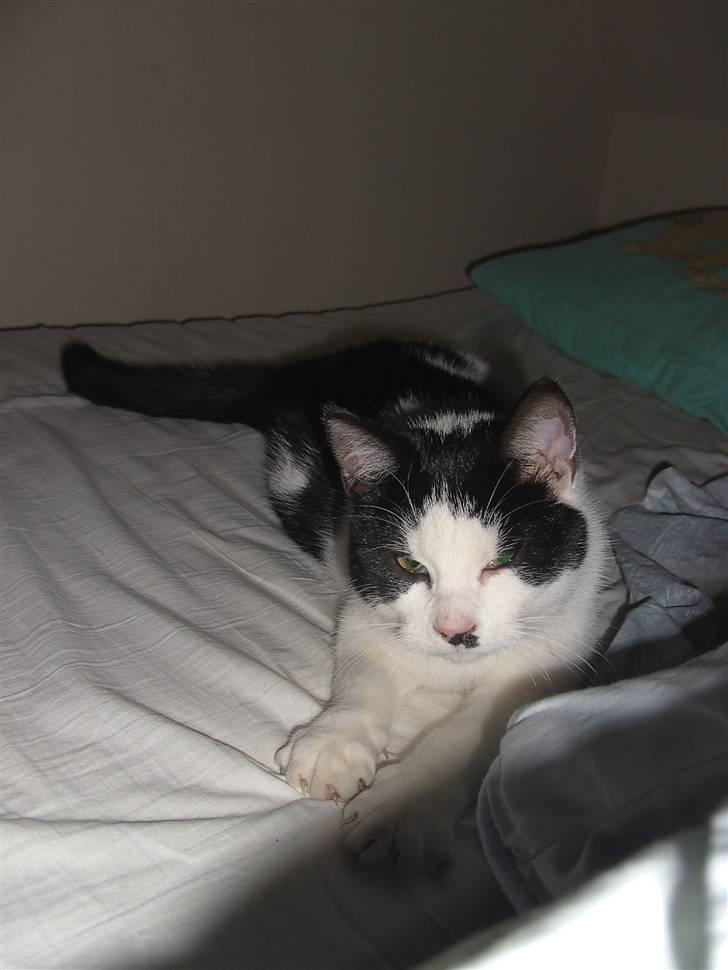 Blanding af racer Perle billede 10