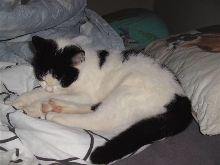 Blanding af racer Perle billede 11