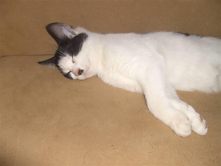 Blanding af racer Perle billede 12