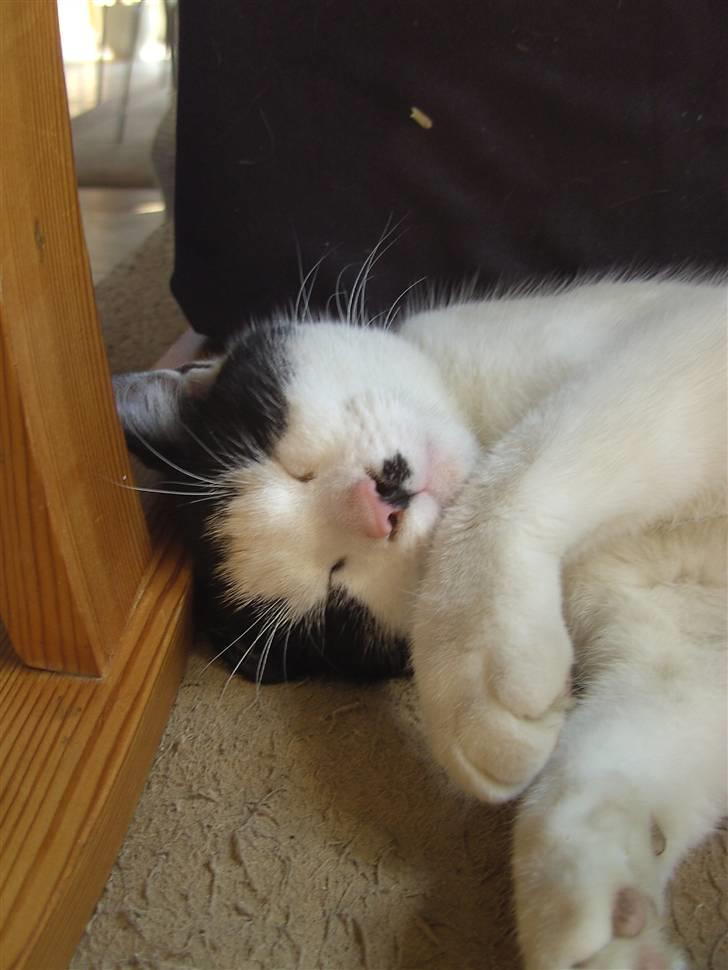 Blanding af racer Perle billede 13