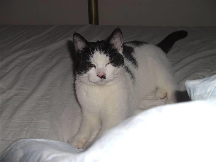 Blanding af racer Perle billede 14