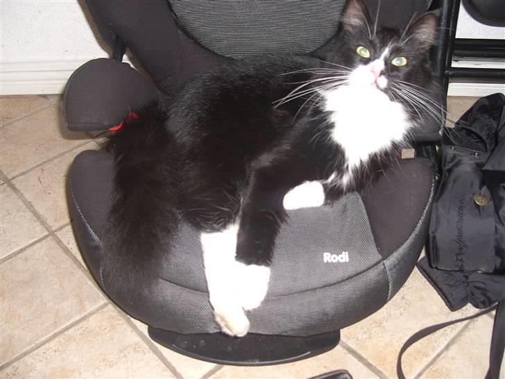 Blanding af racer Clare billede 10