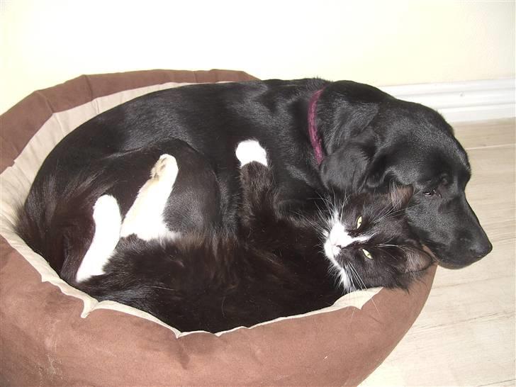 Blanding af racer Clare billede 11