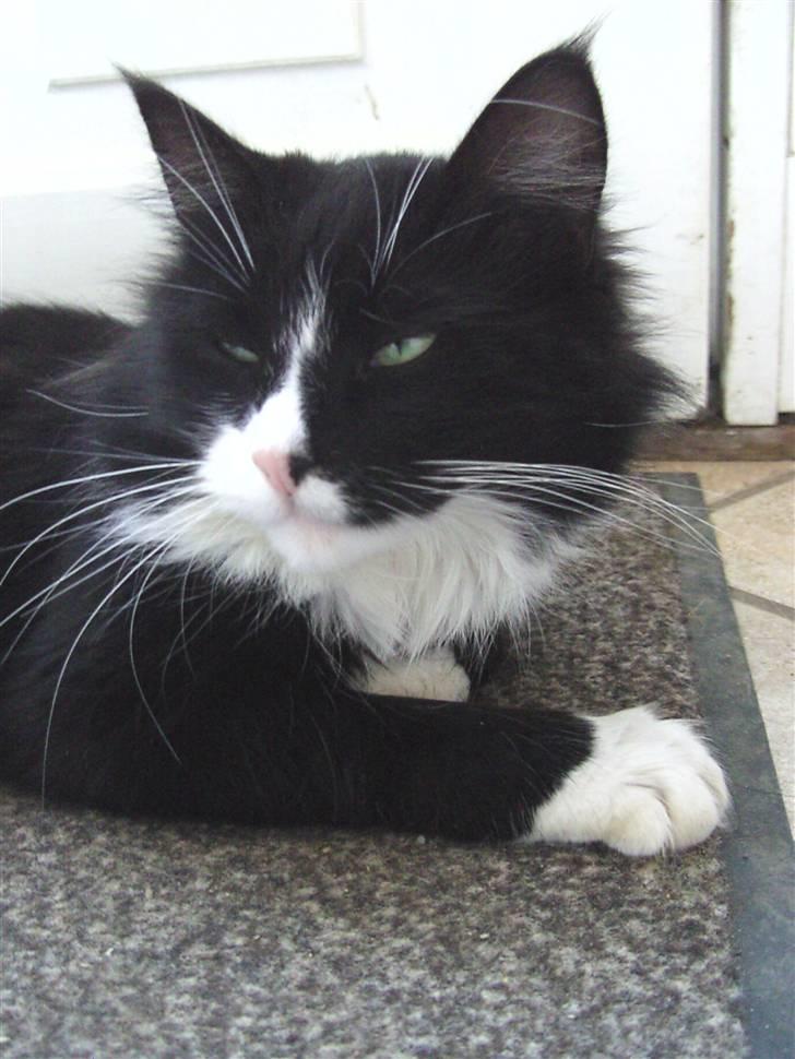 Blanding af racer Clare billede 12