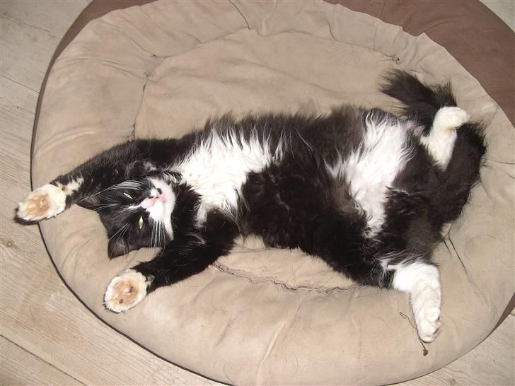 Blanding af racer Clare billede 13