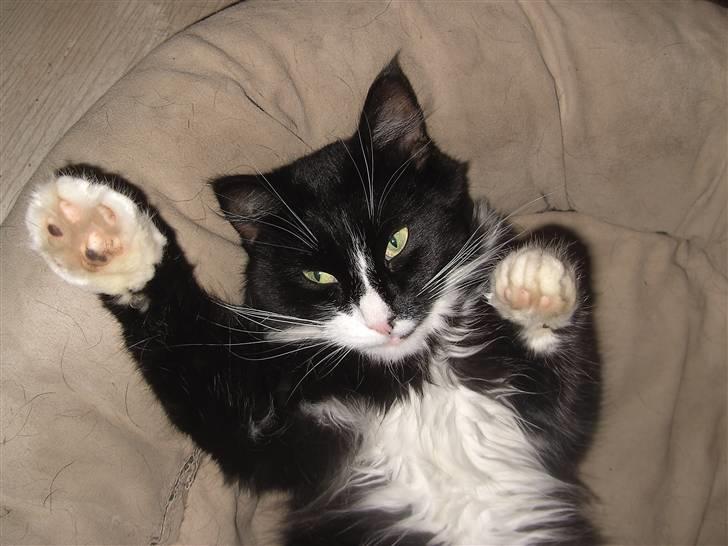 Blanding af racer Clare billede 14