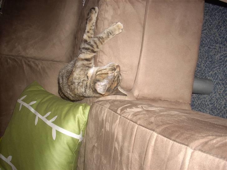 Huskat Baily billede 1