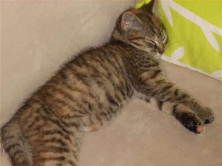 Huskat Baily billede 2