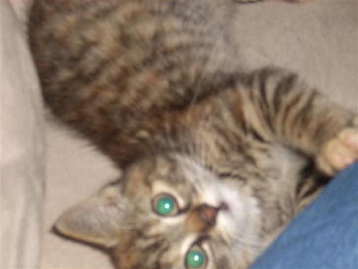 Huskat Baily billede 3