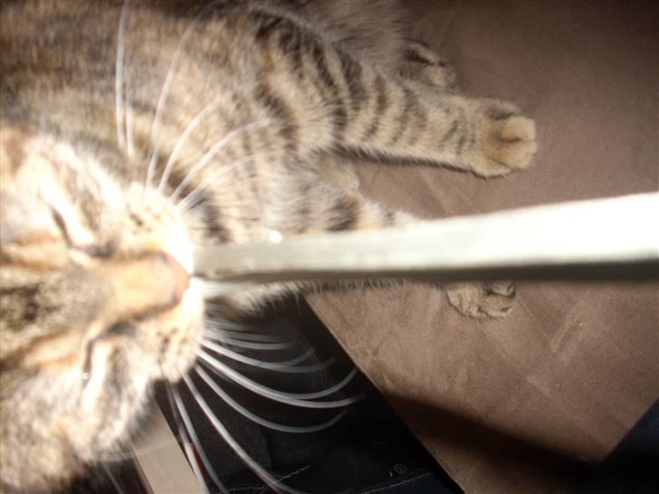 Huskat Baily billede 4