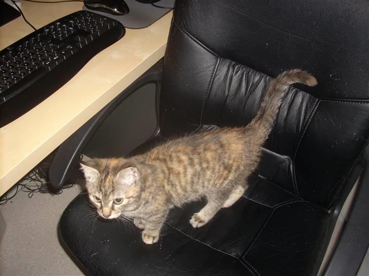 Huskat Baily billede 5