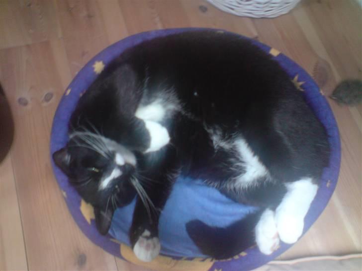 Blanding af racer Futte billede 10