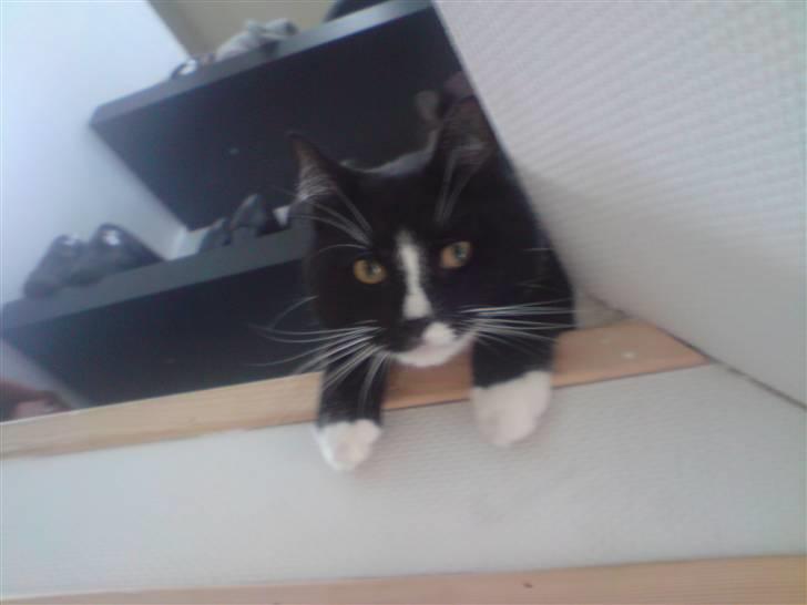 Blanding af racer Futte billede 11