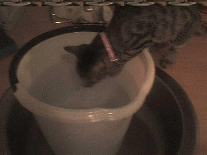 Huskat tulle mus billede 7