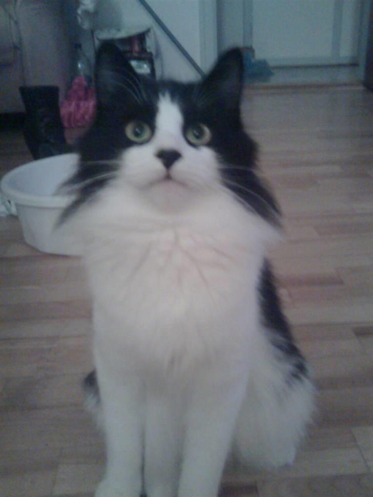 Norsk Skovkat Miss Tizzy - Meget nysgerrig;) billede 1