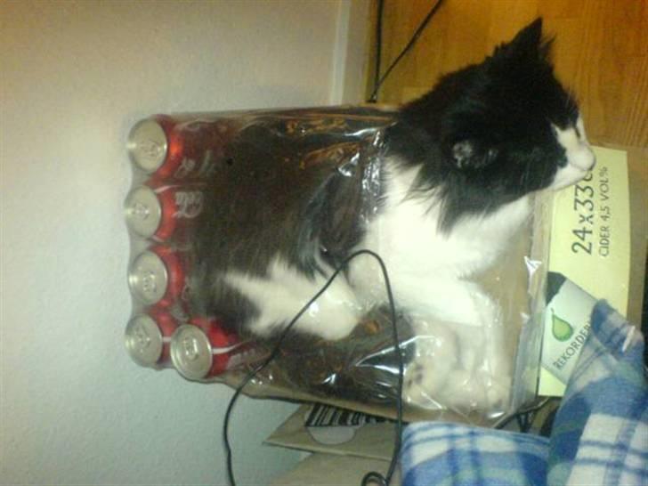 Norsk Skovkat Miss Tizzy - Elsker at kravle ned i tasker, poser og som i kan se papkasser og ligge sig til at sove ;) billede 2