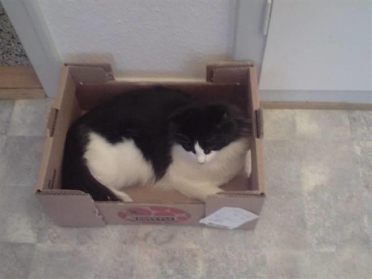 Norsk Skovkat Miss Tizzy - Juhuu igen en tom papkasse ;) billede 3