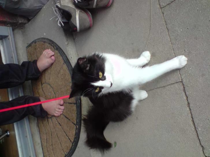 Norsk Skovkat Miss Tizzy - uhh udenfor for første gang;) uhh det spændende billede 4