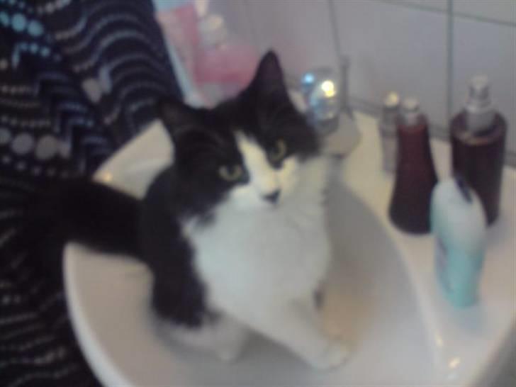 Norsk Skovkat Miss Tizzy - mmm plejer det ikke at give vand når jeg sidder heroppe;) det har hun så lært af Blue Jeans.:P billede 5