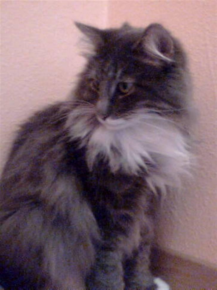 Norsk Skovkat Tantus Blue Jeans AFSAT  - det første billede jeg fik af min smukke kat;)  billede 2