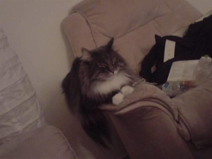 Norsk Skovkat Tantus Blue Jeans AFSAT  - ligger og sover, og har besluttet sig for ikke at vågne af blitzen;) billede 3