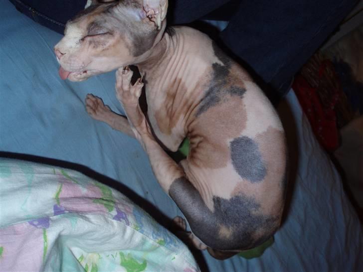 Sphynx Clara billede 13