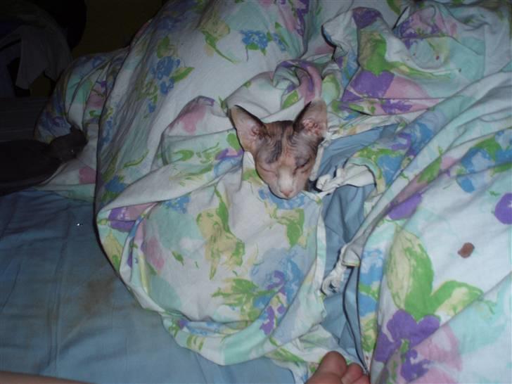 Sphynx Clara - Når Clara bliver væk...ja, så er hun tit at finde her :) billede 14