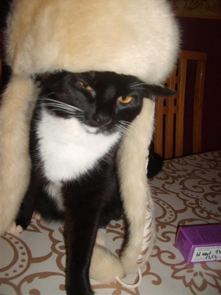 Blanding af racer 'Cleopatra billede 15