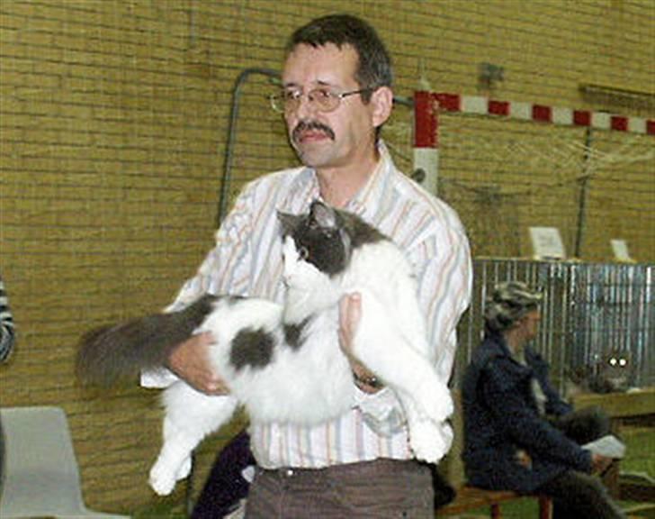 Norsk Skovkat Holger - Holger på udstilling billede 1