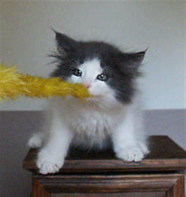 Norsk Skovkat Holger - Holger som fræk killing billede 2