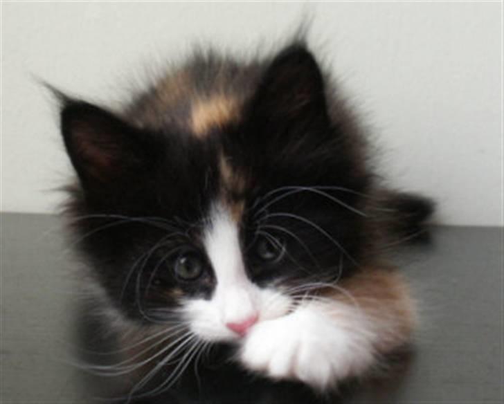 Norsk Skovkat Holger - Tara er en af Holger hun killinger billede 3