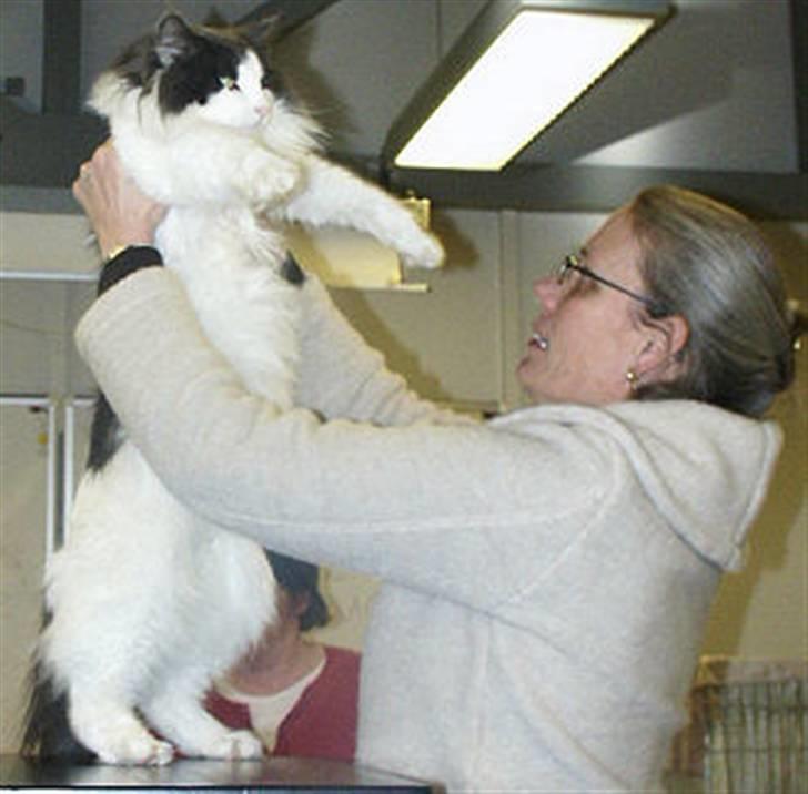 Norsk Skovkat Holger - Holger i Jette Eva´s favn billede 4