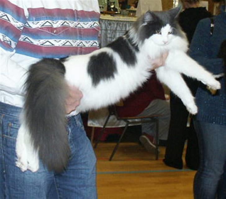 Norsk Skovkat Holger billede 5