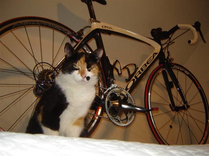 Huskat Mille billede 1