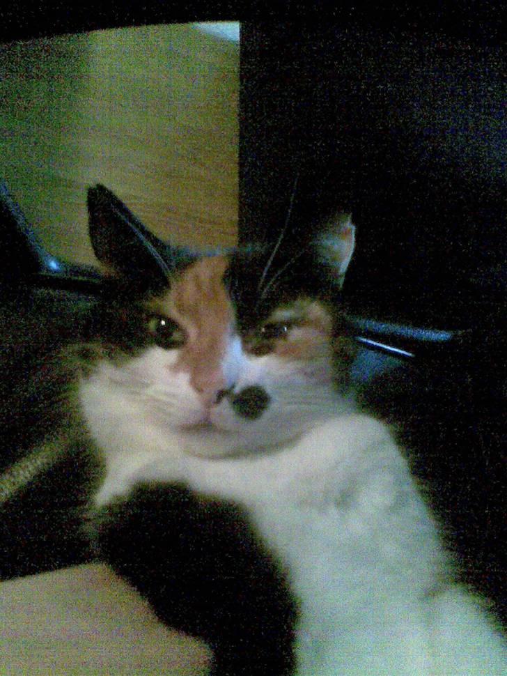 Huskat Mille billede 2