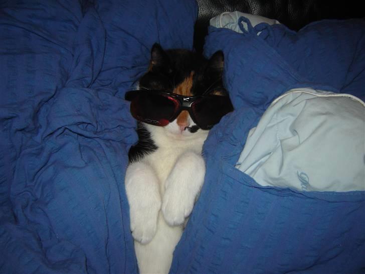 Huskat Mille billede 3