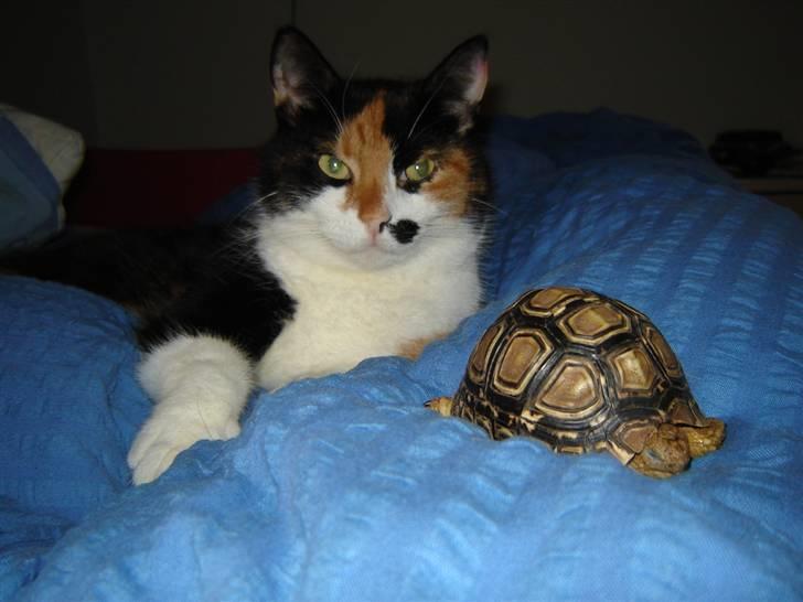 Huskat Mille billede 4