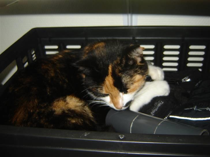 Huskat Mille billede 5