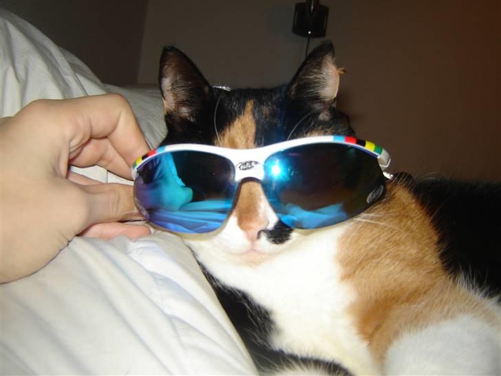 Huskat Mille billede 6