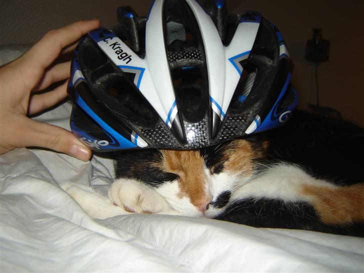 Huskat Mille billede 7