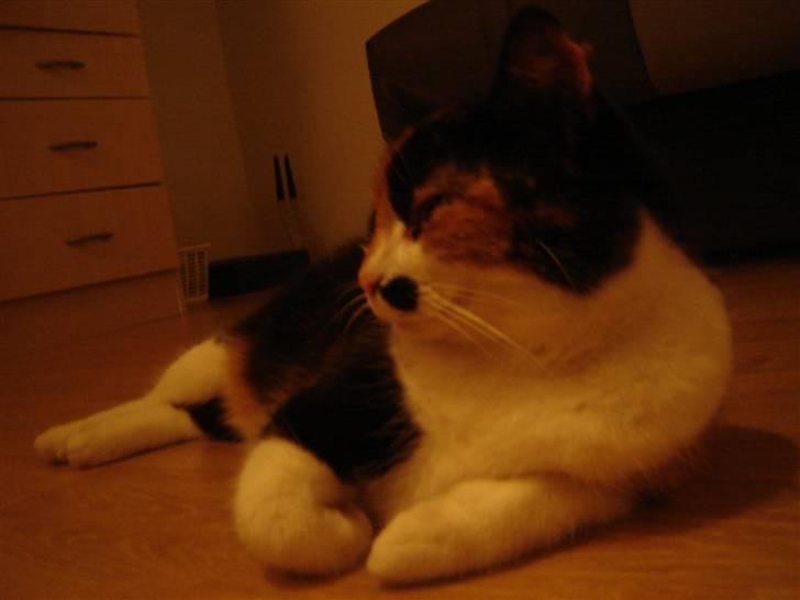 Huskat Mille billede 8