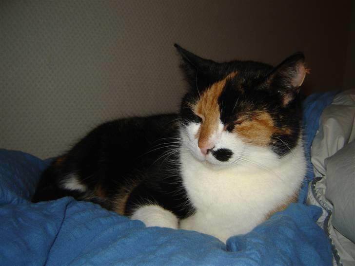 Huskat Mille billede 9